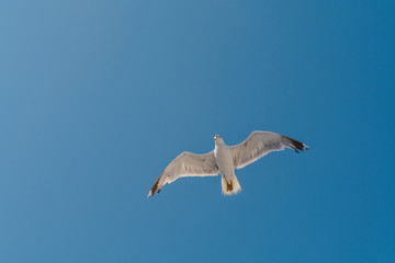 One big free white flying seagull on blue clean sky background