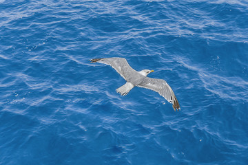 One big free white flying seagull on blue sea