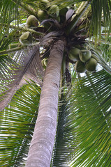 Tree in the backyard