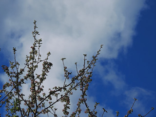Apple blossom against a blue sky.