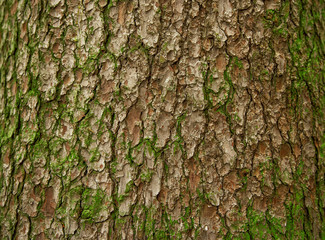 Green texture of bark of a pine tree with lichens and a moss