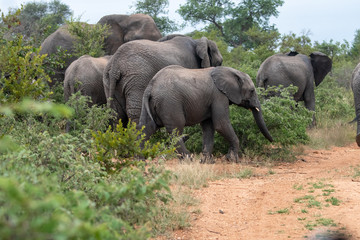 Fototapeta premium Family group of African elephants (Loxodonta africana) in the Timbavati Reserve, South Africa