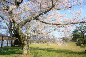Obraz na płótnie Canvas 枝を広げる満開の桜
