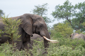 Fototapeta premium Family group of African elephants (Loxodonta africana) in the Timbavati Reserve, South Africa