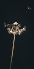 A dandelion against a black background.