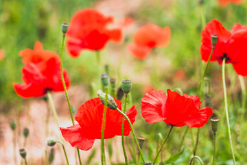 Obraz premium Field of poppies close up. Fresh spring, summer, rural concept. Floral background. Selective focus. Greeting card for Day of remembrance.