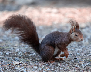 ardilla salvaje en su habita natural
