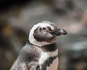 pingüinos en su habita natural