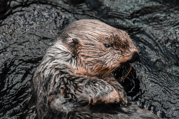 nutria en el agua animal fauna salvaje
