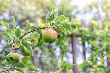 Green fresh apple with on branch of an apple tree
