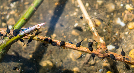 Many todpoles baby frogs in a lake in spring