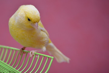 canary