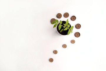 Seeding sprout in a glass on a white background 