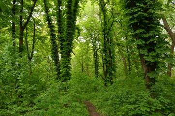 Fototapeta na wymiar Trail in a green park between chestnut trees.