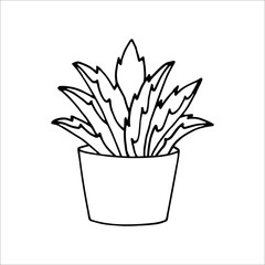 Hand drawn succulent plant in pot in doodle style. Aloe herb house plant in pot. Single element of home schooling and online working concept.