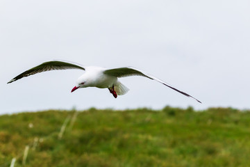Soaring seagull over the Pacific coast. Katiki point. South Island, New Zealand