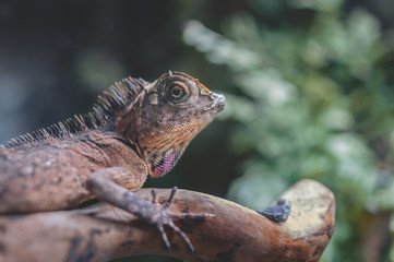 Agama lizard a genus of long-tailed, insectivorous Old World lizard. Frozen on the branch between the plants and flowers. Predator reptile portrait.