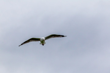 Seagulls of the South Island. Katiki point. New Zealand