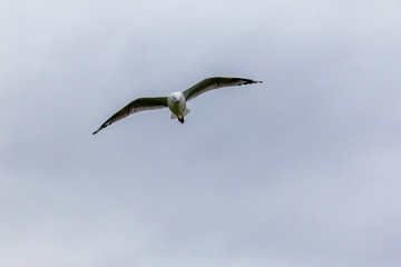 Flying seagull. Katiki point. New Zealand