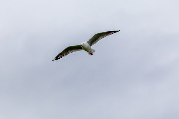Flying seagull on the coast of the Pacific Ocean. Katiki point. South Island, New Zealand