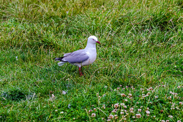 A seagull sits on the shore. Pacific coast. Katiki point. South Island, New Zealand