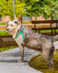 Dog at Fountain Border, Mendoza, Argentina