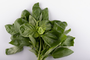 Fresh basil leaf isolated on white background, close up. Basil herb