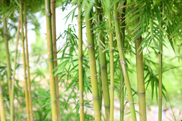 Row of bamboo tree in the park, green nature background