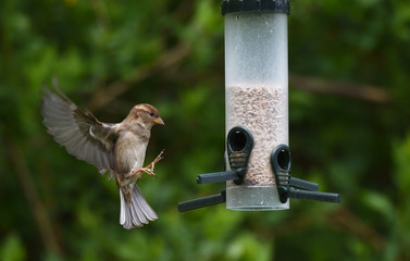 Haussperling am Futterautomat