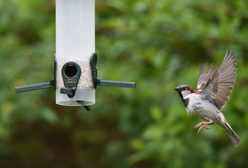 Haussperling am Futterautomat