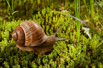 Helix pomatia is also a Roman or grape snail, a Burgundy snail in nature in green moss. Edible snail of the Helicidae family.