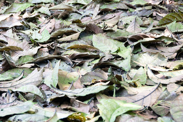 Close up of many leaves fallen on the forest floor