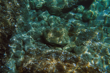 Underwater view of the Ieranto beach, in the southern Italy, Sorrento. The shot is takend during a sunny summer day, with rays of light coming inside the water. Amalfitana, Npoli coast