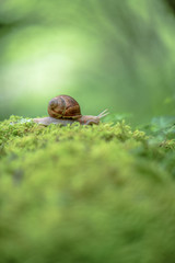 Snail on the moss vintage lens rendering