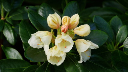 Obraz premium Rhododendron, gel blühend, Nahaufnahme