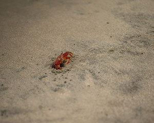 Krebs am Strand