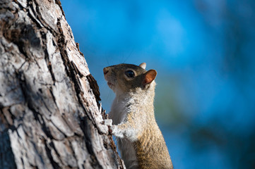 Close up view of a squirrel going up a tree