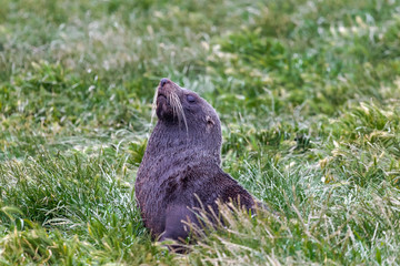 Portrait of a fur seal. Cape Katiki point. South Island, New Zealand
