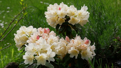 Rhododendron cremfarben blühend, Steingarten