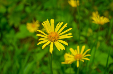 gelbe schöne Blumen - Frühlingszauber