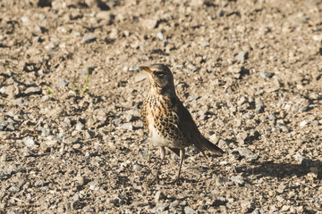 A gray colored bird looking for worms.