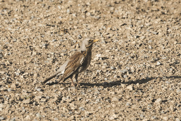 A gray curious bird standing behind a house on a ground.