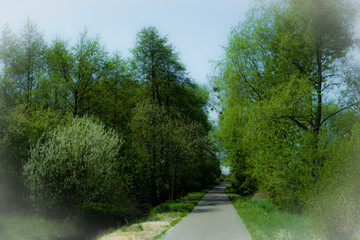Fototapeta na wymiar Road in the park. Mystery trees.