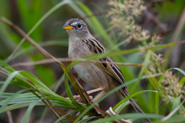 Wedge-tailed Grass Finch (Emberizoides herbicola)