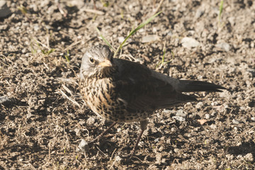 Portrait of a curious gray bird on backyard.