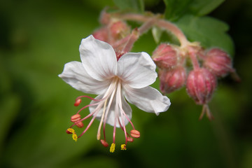 Geranium macrorrhizum 'Spessart'