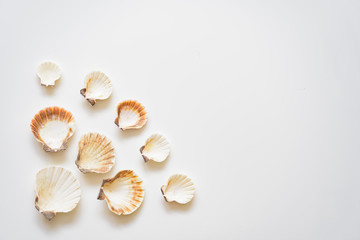 Seashell composition on a white background with space for pasting text.