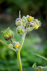 Abutilon theophrasti yellow flower and pod (velvetleaf, China jute, buttonweed, butterprint, pie-marker, or Indian mallow)