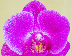 A fragment of a purple orchid flower, closeup.