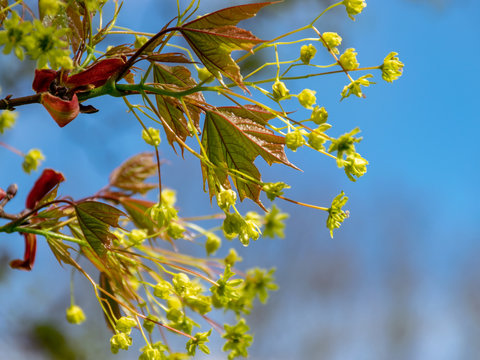 first leaves and buds on a sunny spring day, in nature everything thrives and green